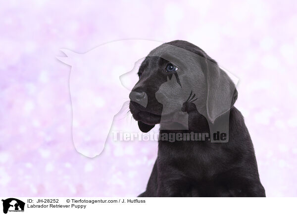 Labrador Retriever Puppy / JH-28252