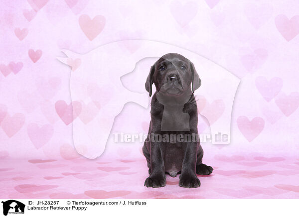Labrador Retriever Puppy / JH-28257