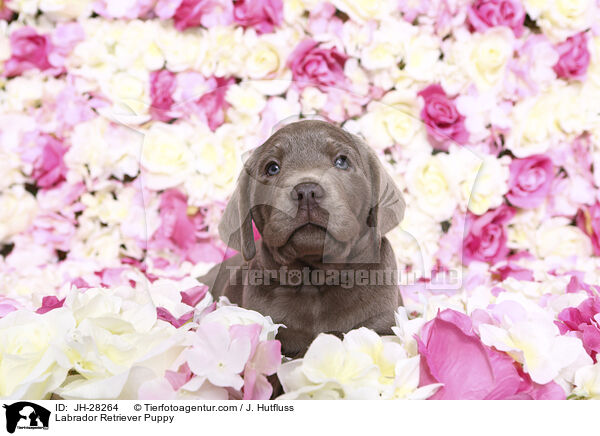 Labrador Retriever Puppy / JH-28264