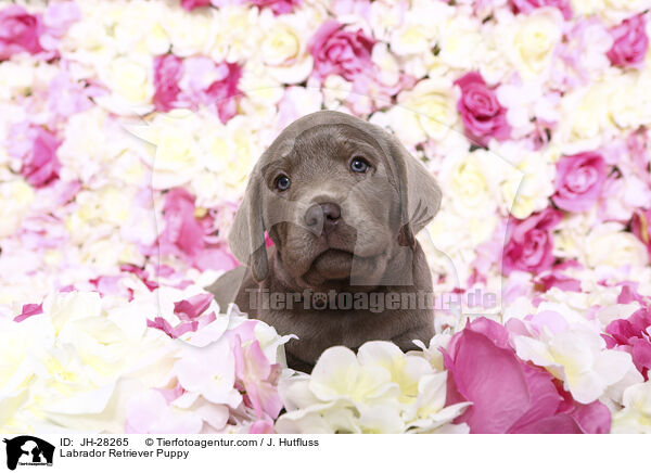 Labrador Retriever Puppy / JH-28265
