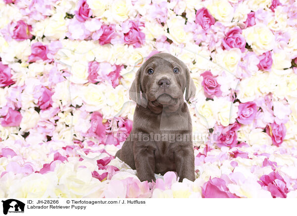 Labrador Retriever Puppy / JH-28266