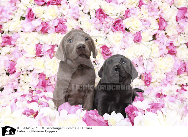 Labrador Retriever Puppies / JH-28267