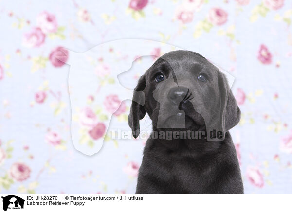 Labrador Retriever Puppy / JH-28270