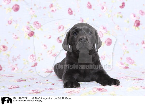 Labrador Retriever Puppy / JH-28271