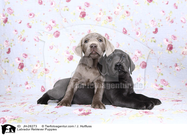 Labrador Retriever Puppies / JH-28273