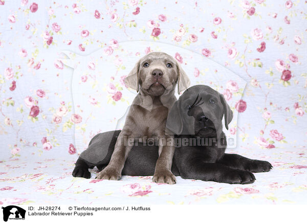 Labrador Retriever Puppies / JH-28274