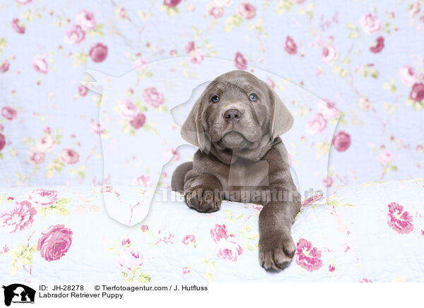 Labrador Retriever Puppy / JH-28278