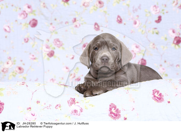 Labrador Retriever Puppy / JH-28280