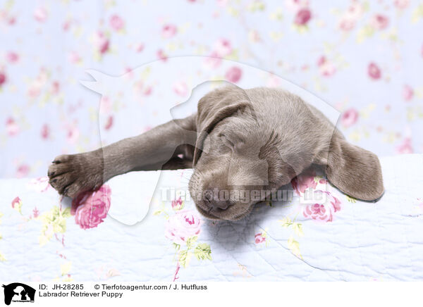 Labrador Retriever Puppy / JH-28285