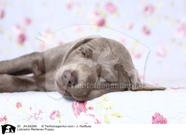 Labrador Retriever Puppy / JH-28286