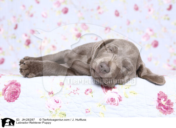 Labrador Retriever Puppy / JH-28287