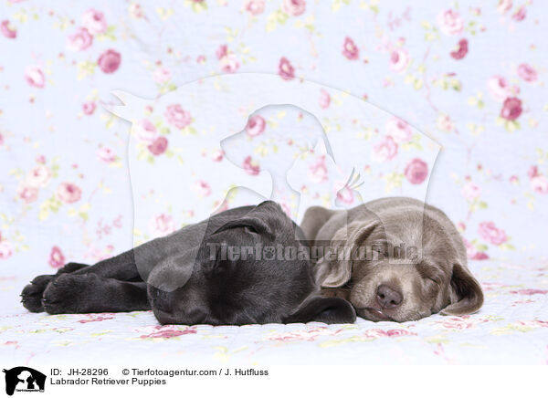Labrador Retriever Puppies / JH-28296