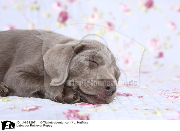 Labrador Retriever Puppy / JH-28297