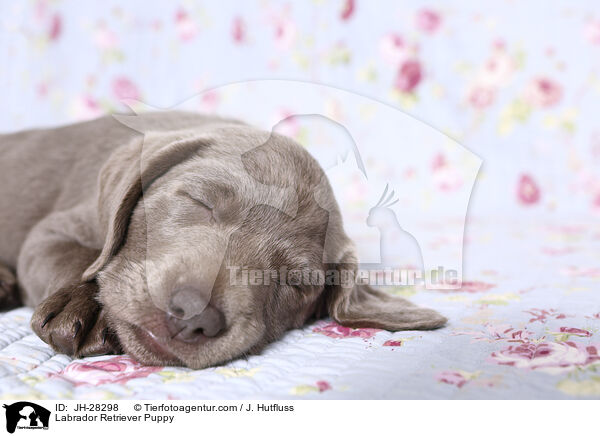 Labrador Retriever Puppy / JH-28298