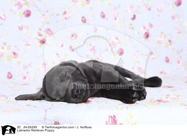 Labrador Retriever Puppy / JH-28299