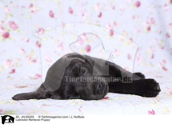Labrador Retriever Puppy / JH-28300