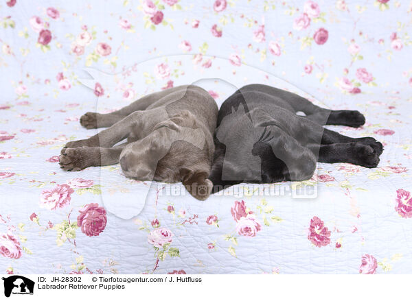 Labrador Retriever Puppies / JH-28302