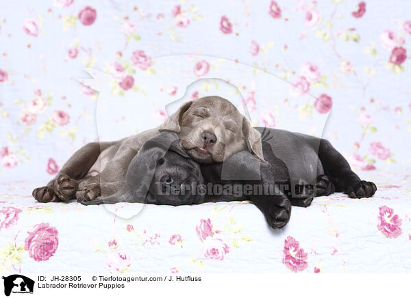 Labrador Retriever Puppies / JH-28305