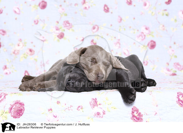 Labrador Retriever Puppies / JH-28306