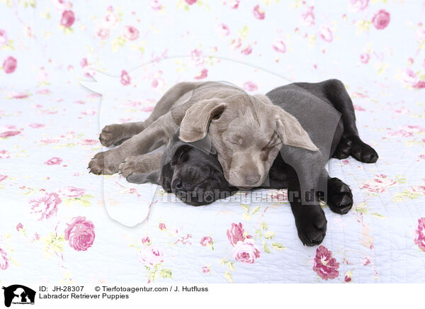 Labrador Retriever Puppies / JH-28307