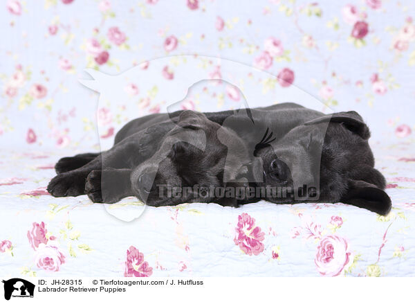 Labrador Retriever Puppies / JH-28315