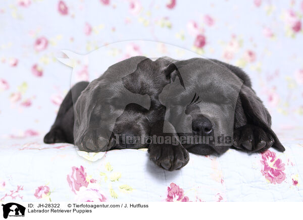 Labrador Retriever Puppies / JH-28322