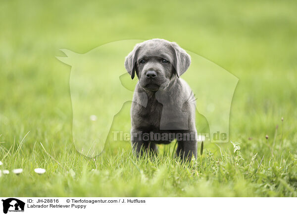 Labrador Retriever Puppy / JH-28816