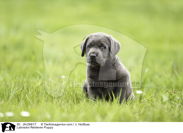 Labrador Retriever Puppy / JH-28817