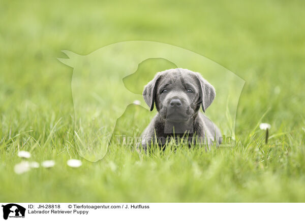 Labrador Retriever Puppy / JH-28818