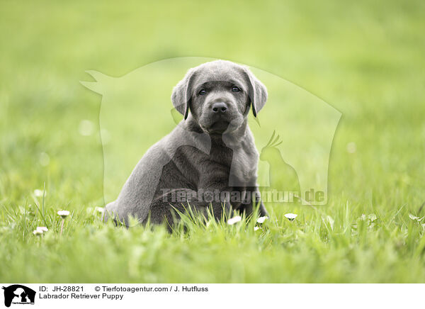 Labrador Retriever Puppy / JH-28821