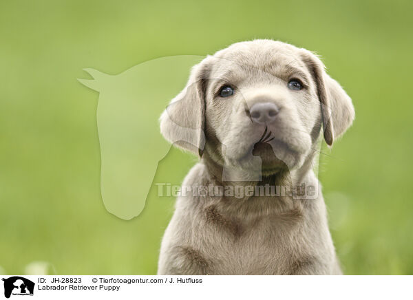 Labrador Retriever Puppy / JH-28823