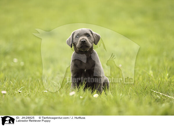 Labrador Retriever Puppy / JH-28825