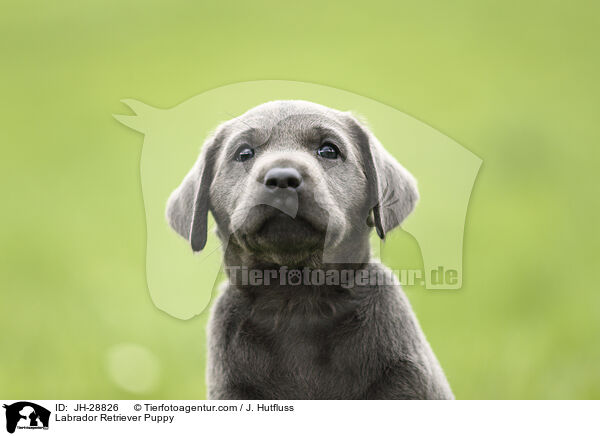 Labrador Retriever Puppy / JH-28826
