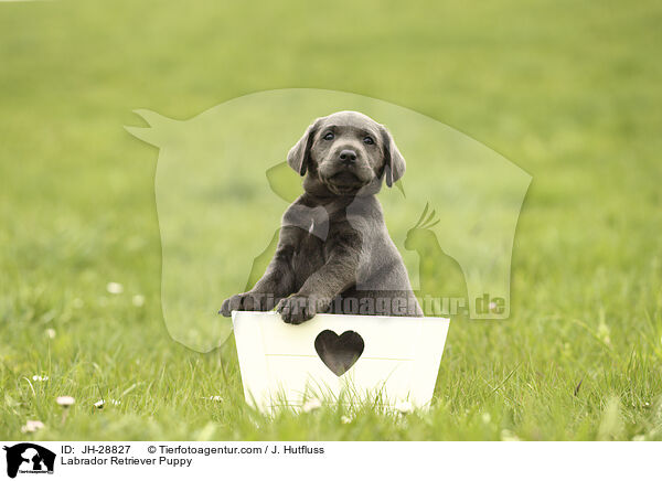 Labrador Retriever Puppy / JH-28827