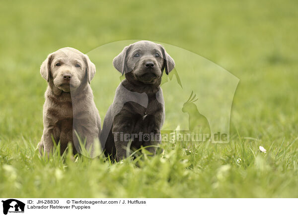 Labrador Retriever Puppies / JH-28830
