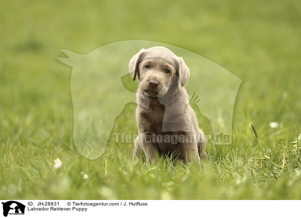 Labrador Retriever Puppy / JH-28831