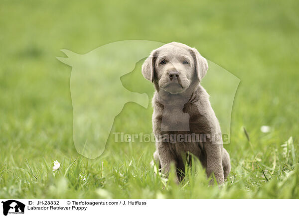 Labrador Retriever Puppy / JH-28832