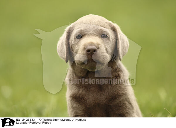 Labrador Retriever Puppy / JH-28833