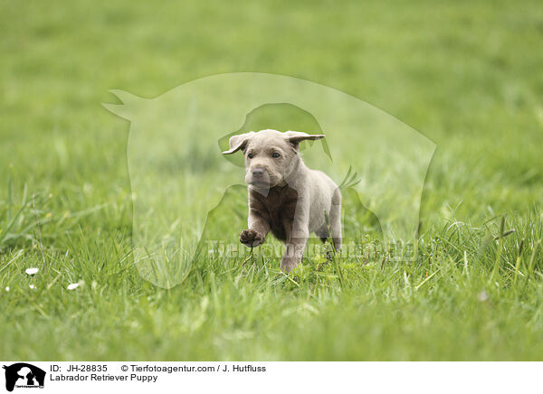 Labrador Retriever Puppy / JH-28835