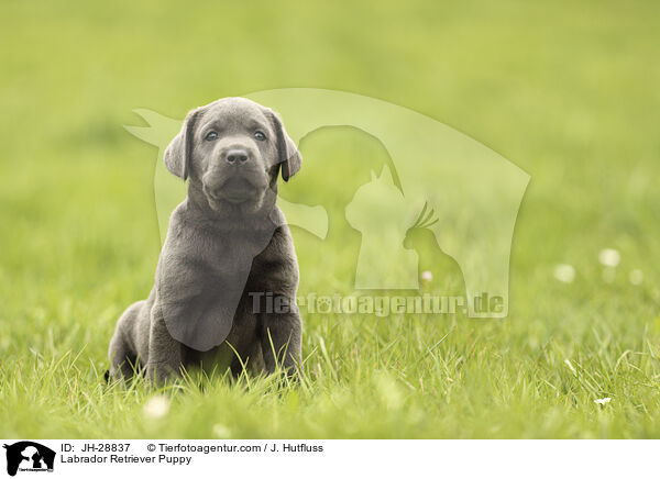 Labrador Retriever Puppy / JH-28837