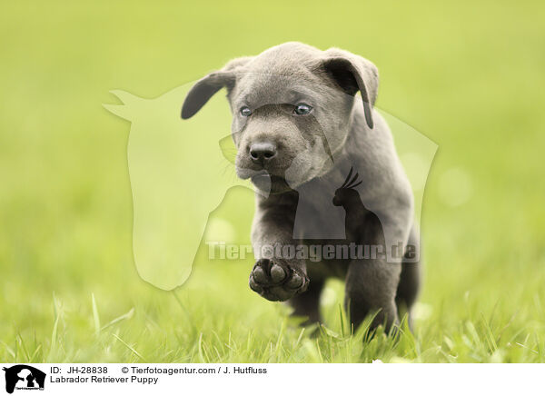 Labrador Retriever Puppy / JH-28838