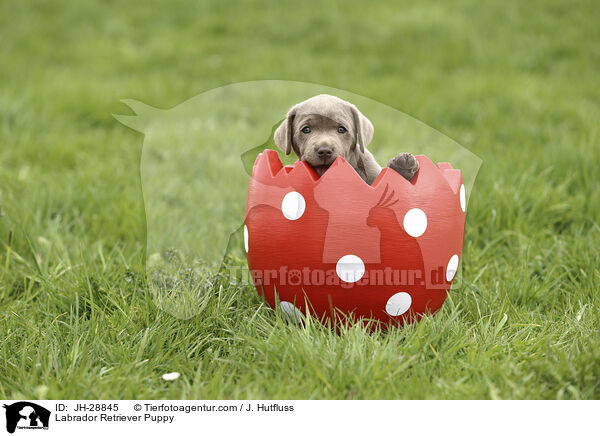 Labrador Retriever Puppy / JH-28845