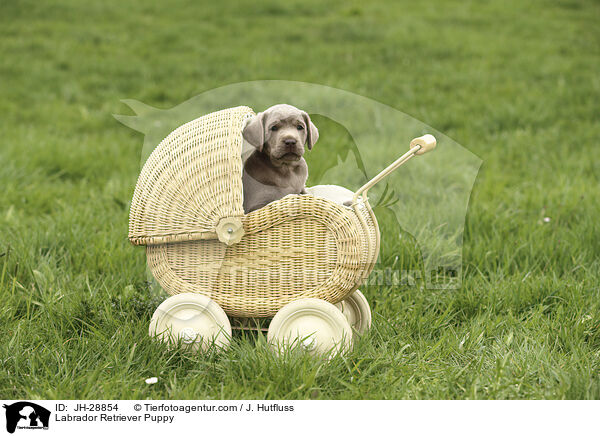 Labrador Retriever Puppy / JH-28854
