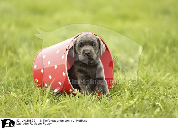 Labrador Retriever Puppy / JH-28855