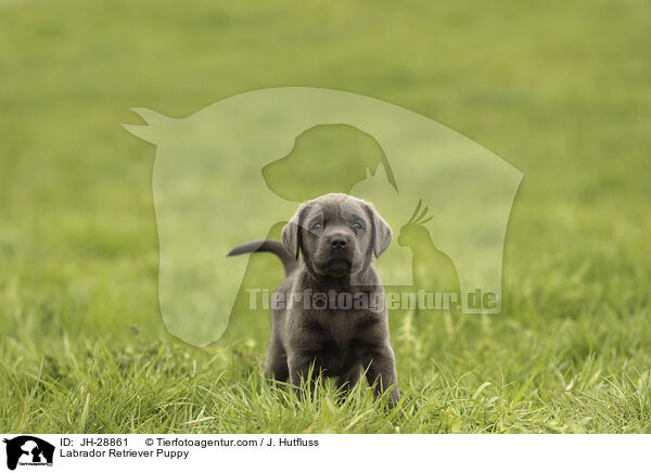 Labrador Retriever Puppy / JH-28861