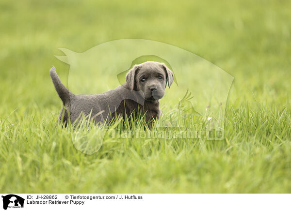 Labrador Retriever Puppy / JH-28862