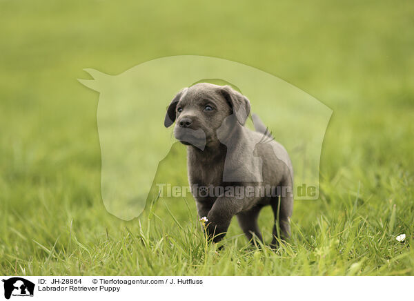 Labrador Retriever Puppy / JH-28864