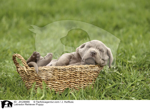 Labrador Retriever Puppy / JH-28866
