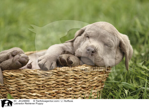 Labrador Retriever Puppy / JH-28869
