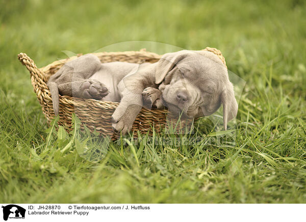 Labrador Retriever Puppy / JH-28870